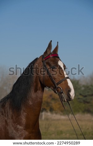 horse portrait of purebred american saddlebred horse bay in color with white blaze on face ears forward wearing saddlebred show bridle with red browband blue sky in background attentive horse vertical