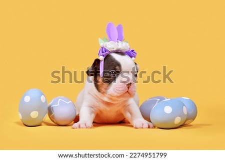 Tan pied French Bulldog dog puppy with Easter bunny ears and eggs on yellow background