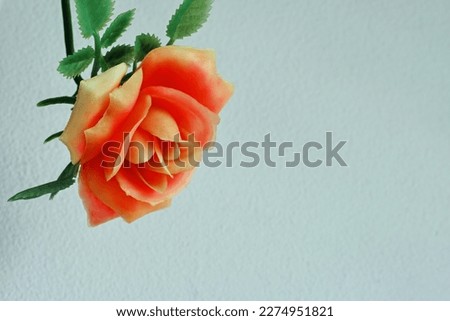 a red-yellow rose flower hanging from the top left corner of the frame against a light blue background