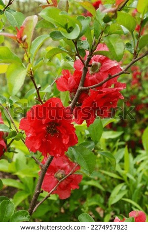 Double Take Scarlet Japanese quince (Chaenomeles speciosa 'Scarlet Storm') in bloom, with double red flowers Royalty-Free Stock Photo #2274957823