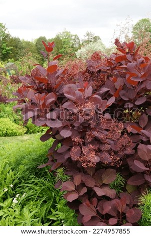 'Grace' smokebush or smoketree (Cotinus 'Grace') in flower, also showing its red foliage (leaves) Royalty-Free Stock Photo #2274957855