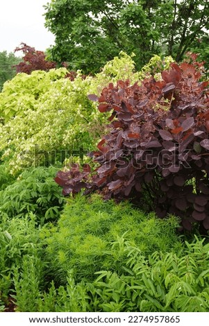 'Grace' smokebush or smoketree (Cotinus 'Grace') in flower in a mixed border, showing its rich red spring foliage (leaves) Royalty-Free Stock Photo #2274957865
