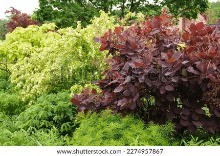 'Grace' smokebush or smoketree (Cotinus 'Grace') in flower in a mixed border, showing its rich red spring foliage (leaves) Royalty-Free Stock Photo #2274957867