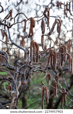 Contorted or corkscrew hazel (Corylus avellana), showing the twisted branches and the drooping catkins (male flowers) Royalty-Free Stock Photo #2274957903