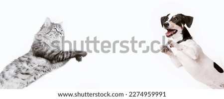 Portrait of jumping, happy puppy of Jack Russell Terrier and grey cat on white background. Free space for text. Wide angle horizontal wallpaper or web banner. 