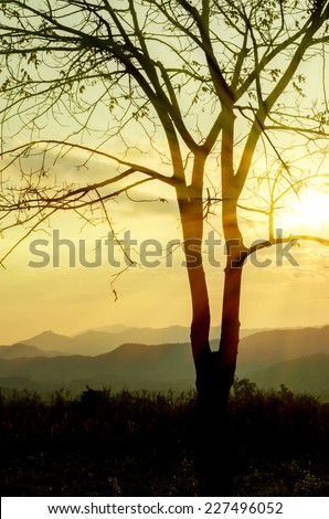 Sunset sky in the natural scenery, meadows and trees
