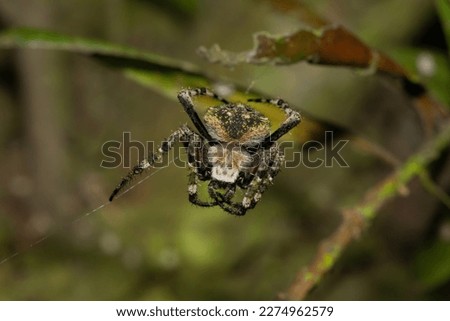Hairy field spider (Neoscona sp) Royalty-Free Stock Photo #2274962579