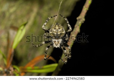 Beautiful Hairy field spider (Neoscona sp) Royalty-Free Stock Photo #2274962583