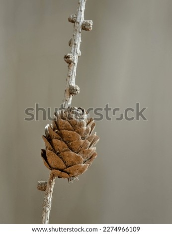 Pine cone Deciduous larch (Larix decidua), also known as European larch, is a stout conifer from the pine family.
