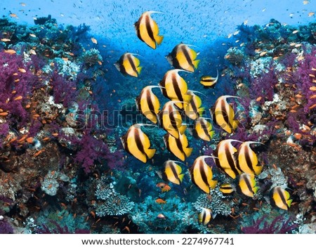 Underwater photo of coral reef  with school of fishes.
