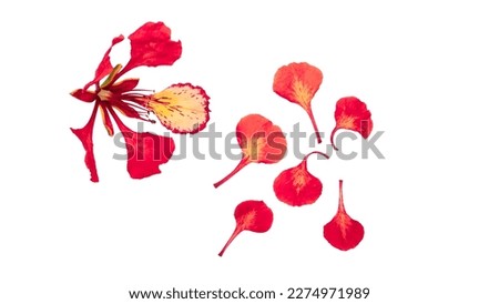 Poinciana regia or Delonix regia flowers isolated from background and cut out. Other names: royal poinciana, flamboyant, acacia rubra, phoenix flower, flame of the forest, or flame tree Royalty-Free Stock Photo #2274971989