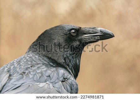 Head portrait of a black common raven, corvus corax