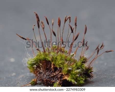 moss sporophyte close up macro photo taken in the UK