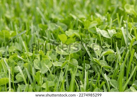 Clover weeds growing in grass of yard. Home lawncare, maintenance and weed control concept.