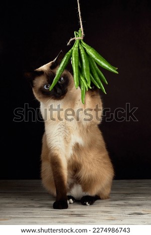 Cute cat mekong bobtail plays with bunch of green chili peppers hanging on a natural rope