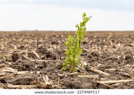 Butterweed plant growing in farm field during spring. Herbicide resistant weed control, agriculture and farming concept.