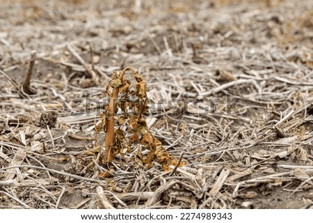 Wilting Butterweed weed after herbicide spraying in farm field. Weed control, herbicide resistance and farming concept.