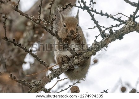 Japanese squirrel eating larch pinecones in a winter forest. 