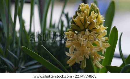 Garden hyacinth (Hyacinthus orientalis), on the terrace. Close up, late winter shots, yellowish flower on the terrace. 