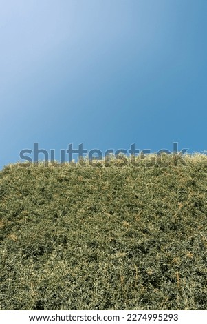 It shows a wonderful contrast of blue and green colors. The upper part of the photo shows the clear blue sky, while the lower part is covered with green trees.