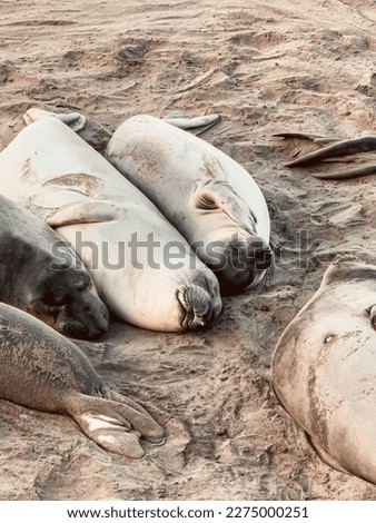 Seal in California Monterey Bay