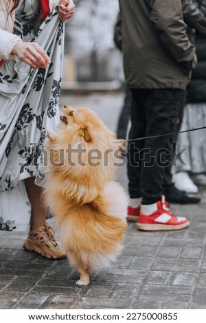 A beautiful small purebred fluffy orange Pomeranian dog stands on its hind legs, following the owner's command. Photography, animal training concept.