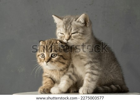 portrait of two tender kittens on a gray background. a pair of cozy kittens with a cute look on a gray background with free space for product text