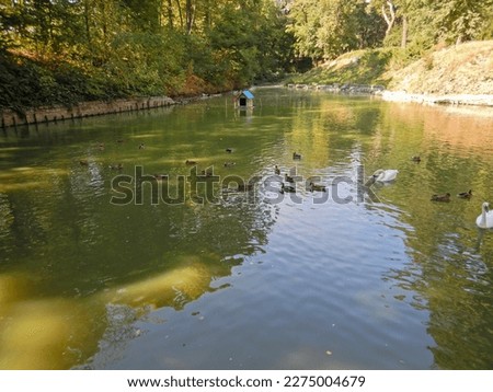 Summer pond with ducks summertime landscape