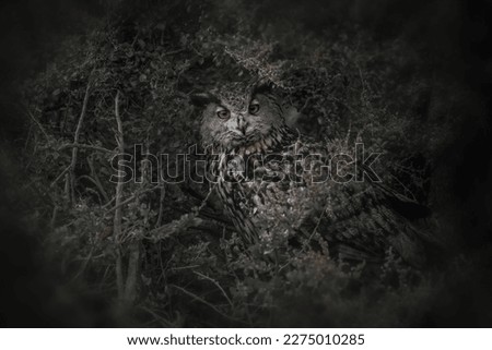 eagle owl hiding away in a bush