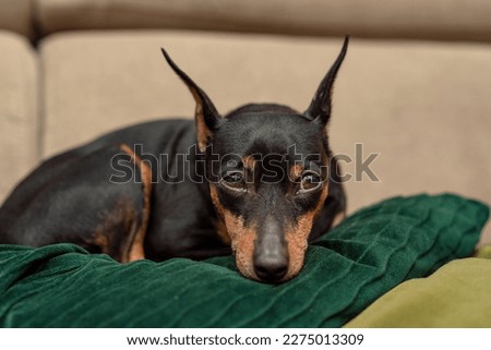 dwarf pincher lies on the sofa on green pillows on a beige background, studio portrait of a dog Royalty-Free Stock Photo #2275013309
