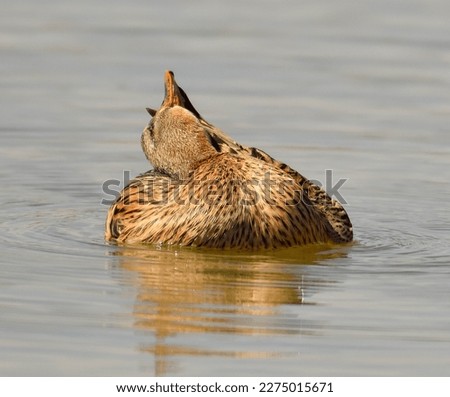Female duck on the lake 
