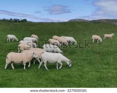 Sheep herd on the isle of skye in scotland, farm animals, livestock, animal husbandry