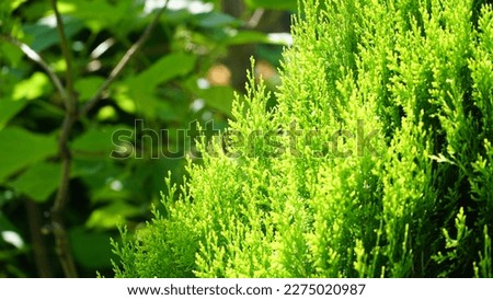 thuja. arbor vitae or thuja occidentalis a globe-shaped evergreen shrub in garden center - globe arborvitae. Royalty-Free Stock Photo #2275020987