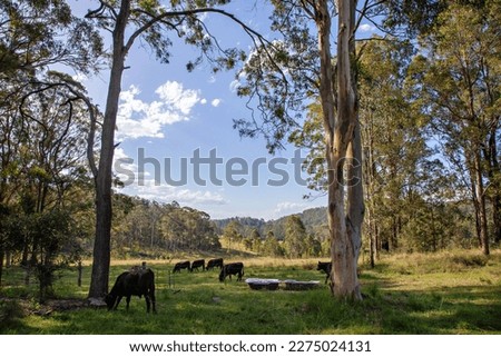 A landscape photo of farmland in rural Australia showing towering Gum Trees and grazing cows in the late afternoon light. Royalty-Free Stock Photo #2275024131