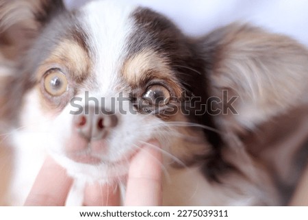 ฺBlurred chihuahua dog (puppy) portrait  with girlhand stroking under chin
