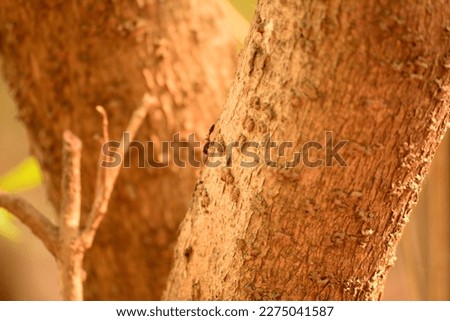 wood ants pictures.Wood ants, also called mound ants or field ants.