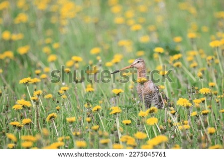 wildlife bird sandpiper on a field of flowers, background wallpaper