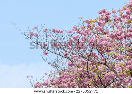 Close up of Pink Trumpet (Tabebuia rosea) flower in bloom along the road in Chiang Mai, Thailand. Romantic background scene. Selective focus.
