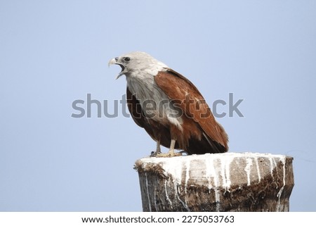 View of perched brahminy kite