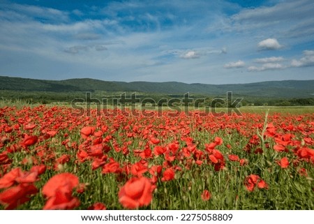 Poppy field in the South of Russia. Red field of poppies.
