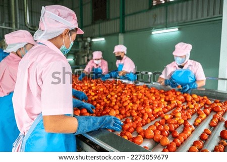 Teamwork of workers sorting tomatoes on a conveyor belt in a tomato factory. food industry.  Royalty-Free Stock Photo #2275059679