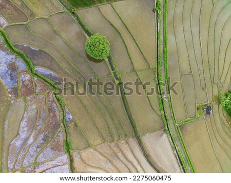 Beautiful morning view indonesia panorama landscape paddy fields with beauty color and sky natural light
