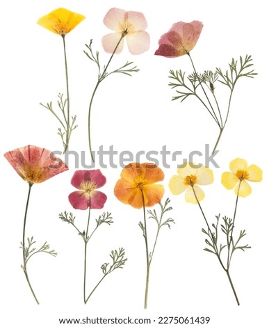 Pressed and dried delicate yellow flowers eschscholzia (eschscholzia Californica, California poppy). Isolated on white background. For use in scrapbooking, floristry or herbarium. Royalty-Free Stock Photo #2275061439