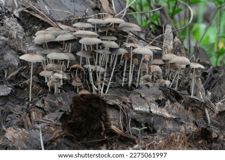 psathyrellaceae mushrooms sprouting out from the decaying trunk  
