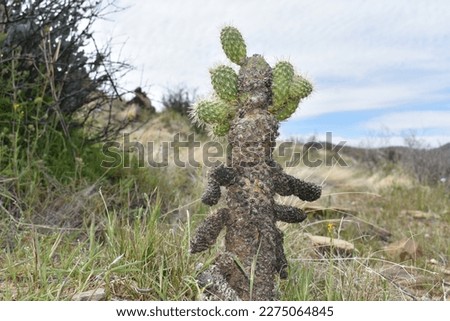 Cute Cholla looks like a Tree, Arizona Desert Plant