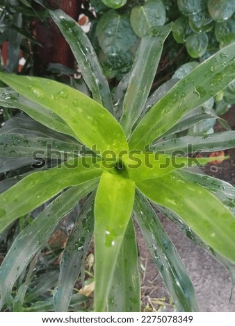 this is the picture of dracaena leaves as a natural food colour