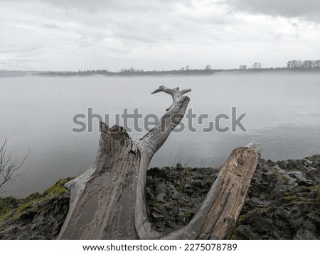 Columbia River with bare, weathered log in foreground. Taken on the Sauvie Island Wildlife Area, a public park on Sauvie Island in the Columbia River to the northwest of Portland, Oregon.