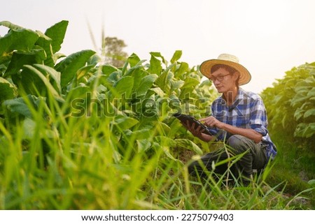 Cropped view of Asian farmer working in tobacco field checking quality of tobacco leaves, counting age before harvest and inspect the quality in the farm, Agriculture concept.