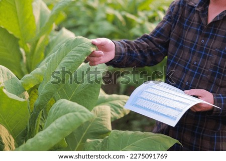 Farmer in tobacco field holding and examining leaf