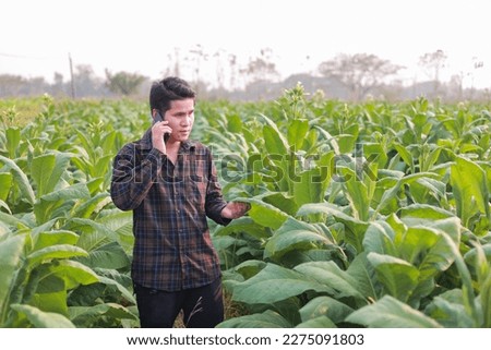 Farmer in tobacco field holding and examining leaf